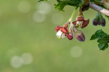Bir Avrupa Bektaşi üzümü (ribes uva-crispa) üzerinde çiçek yakın
