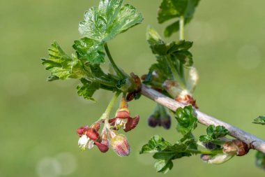 Bir Avrupa Bektaşi üzümü (ribes uva-crispa) üzerinde çiçek yakın