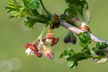 Bir Avrupa Bektaşi üzümü (ribes uva-crispa) üzerinde çiçek yakın
