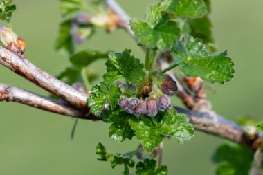 Avrupa bektaşi üzümünün (ribes uva-crispa) kapanışı çiçek açmaya başlar