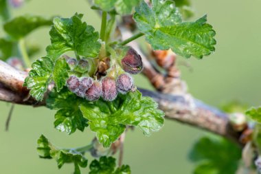 Avrupa bektaşi üzümünün (ribes uva-crispa) kapanışı çiçek açmaya başlar