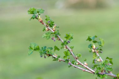 Avrupa bektaşi üzümünün (ribes uva-crispa) kapanışı çiçek açmaya başlar
