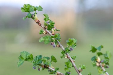 Avrupa bektaşi üzümünün (ribes uva-crispa) kapanışı çiçek açmaya başlar
