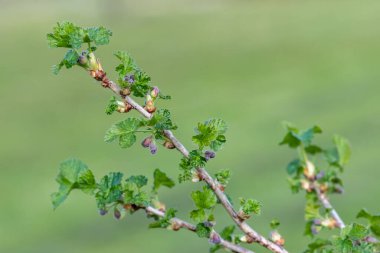 Avrupa bektaşi üzümünün (ribes uva-crispa) kapanışı çiçek açmaya başlar