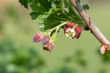 Bir Avrupa Bektaşi üzümü (ribes uva-crispa) üzerinde çiçek yakın
