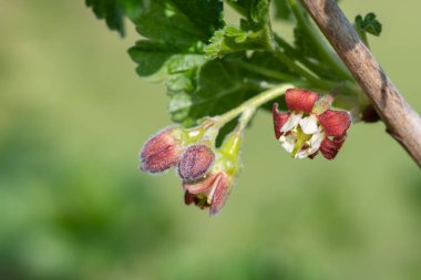 Bir Avrupa Bektaşi üzümü (ribes uva-crispa) üzerinde Macro shot