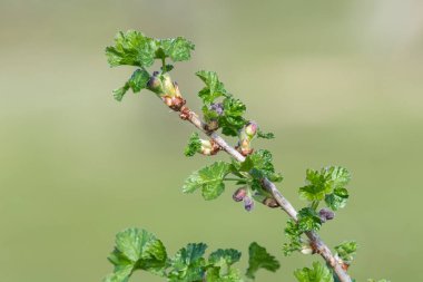 Avrupa bektaşi üzümünün (ribes uva-crispa) kapanışı çiçek açmaya başlar