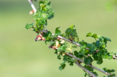 Bir Avrupa Bektaşi üzümü (ribes uva-crispa) üzerinde çiçek yakın