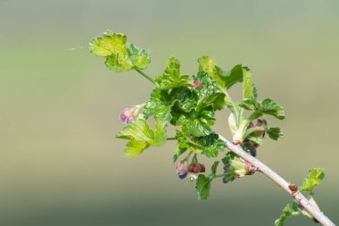 Bir Avrupa Bektaşi üzümü (ribes uva-crispa) üzerinde çiçek yakın