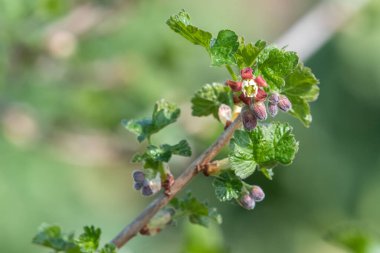 Bir Avrupa Bektaşi üzümü (ribes uva-crispa) üzerinde çiçek yakın