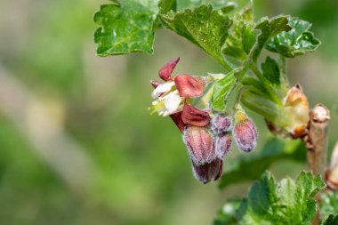 Bir Avrupa Bektaşi üzümü (ribes uva-crispa) üzerinde Macro shot