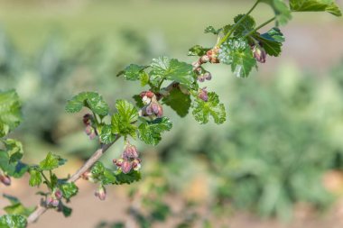 Bir Avrupa Bektaşi üzümü (ribes uva-crispa) üzerinde çiçek yakın