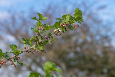 Bir Avrupa Bektaşi üzümü (ribes uva-crispa) üzerinde çiçek yakın
