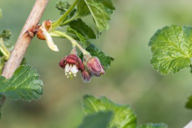 Bir Avrupa Bektaşi üzümü (ribes uva-crispa) üzerinde çiçek yakın