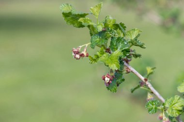 Bir Avrupa Bektaşi üzümü (ribes uva-crispa) üzerinde çiçek yakın
