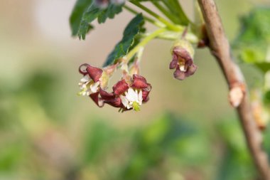 Bir Avrupa Bektaşi üzümü (ribes uva-crispa) üzerinde çiçek yakın