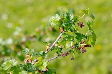 Bir Avrupa Bektaşi üzümü (ribes uva-crispa) üzerinde çiçek yakın