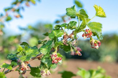 Bir Avrupa Bektaşi üzümü (ribes uva-crispa) üzerinde çiçek yakın