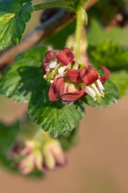 Bir Avrupa Bektaşi üzümü (ribes uva-crispa) üzerinde Macro shot