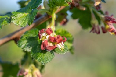 Bir Avrupa Bektaşi üzümü (ribes uva-crispa) üzerinde Macro shot