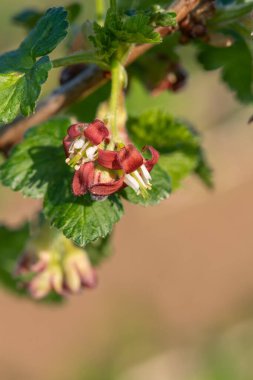Bir Avrupa Bektaşi üzümü (ribes uva-crispa) üzerinde Macro shot