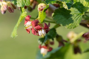 Bir Avrupa Bektaşi üzümü (ribes uva-crispa) üzerinde Macro shot