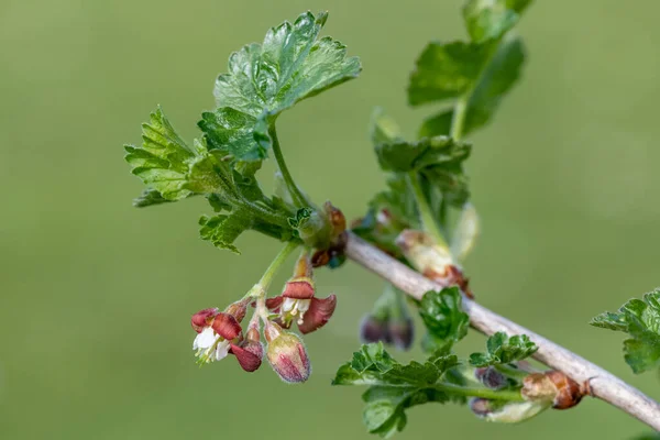 Primer Plano Flor Sobre Grosellero Europeo Ribes Uva Crispa Arbusto —  Fotos de Stock