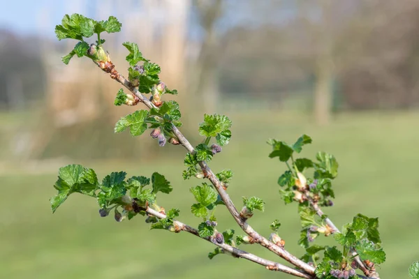 Nahaufnahme Der Knospen Der Stachelbeere Ribes Uva Crispa — Stockfoto