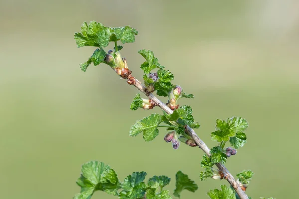 Gros Plan Des Bourgeons Européens Groseille Maquereau Ribes Uva Crispa — Photo