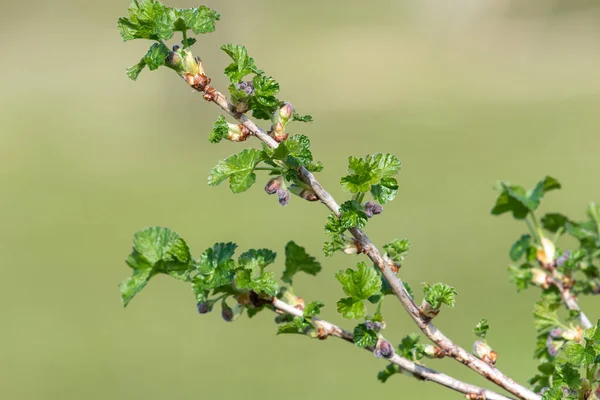 Nahaufnahme Der Knospen Der Stachelbeere Ribes Uva Crispa — Stockfoto