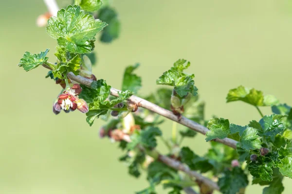 Nahaufnahme Der Blüte Einem Europäischen Stachelbeerstrauch Ribes Uva Crispa — Stockfoto