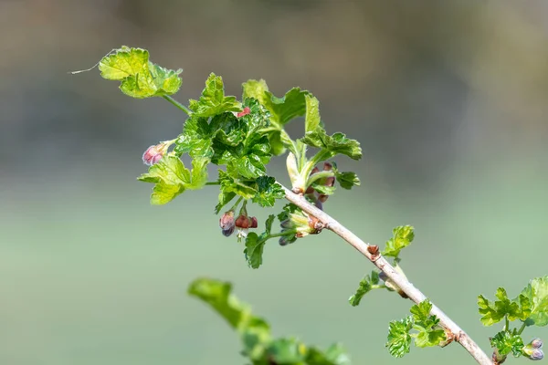 Primer Plano Flor Sobre Grosellero Europeo Ribes Uva Crispa Arbusto —  Fotos de Stock