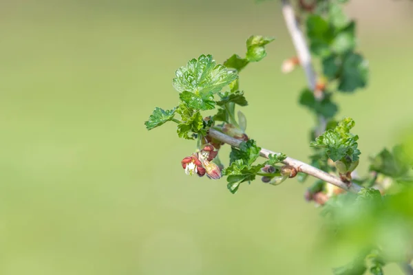 在欧洲醋栗 Ribes Uva Crispa 灌木上的花朵闭合 — 图库照片