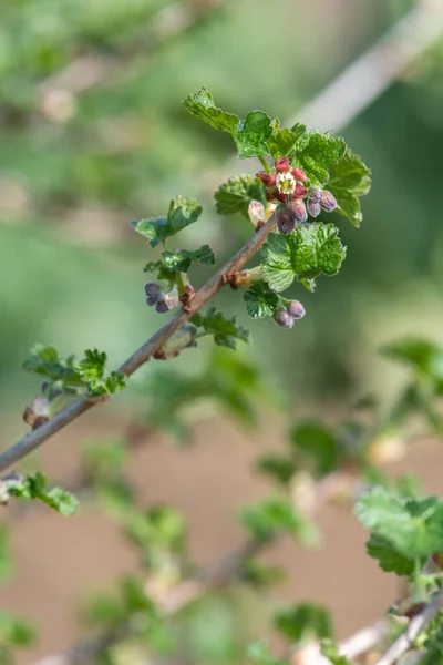 Gros Plan Sur Une Groseille Maquereau Européenne Ribes Uva Crispa — Photo