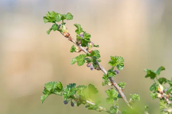 Gros Plan Des Bourgeons Européens Groseille Maquereau Ribes Uva Crispa — Photo