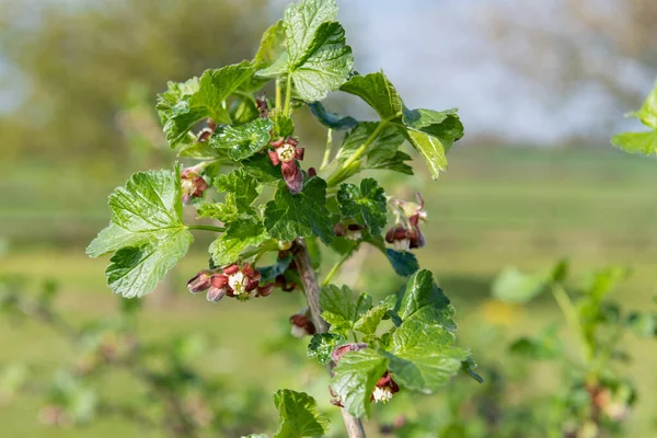 Primer Plano Flor Sobre Grosellero Europeo Ribes Uva Crispa Arbusto —  Fotos de Stock