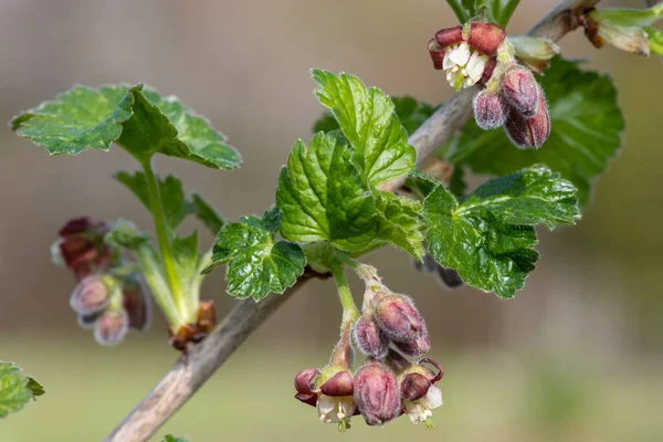 Nahaufnahme Der Blüte Einem Europäischen Stachelbeerstrauch Ribes Uva Crispa — Stockfoto