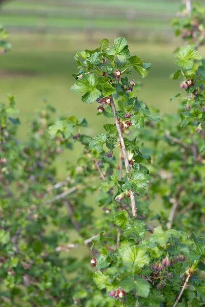 유럽의 Ribes Uva Crispa 숲에서 — 스톡 사진