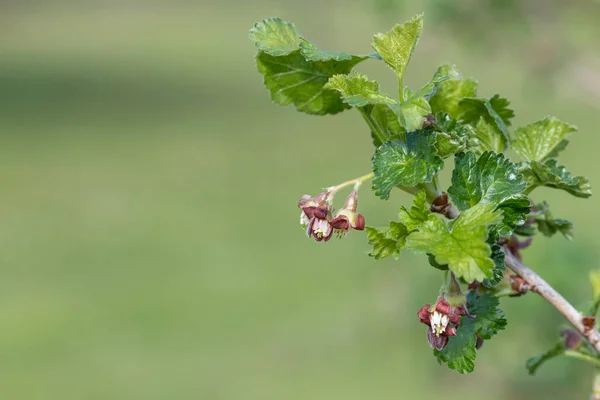 Nahaufnahme Der Blüte Einem Europäischen Stachelbeerstrauch Ribes Uva Crispa — Stockfoto