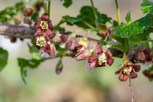 Nahaufnahme Der Blüte Einem Europäischen Stachelbeerstrauch Ribes Uva Crispa — Stockfoto