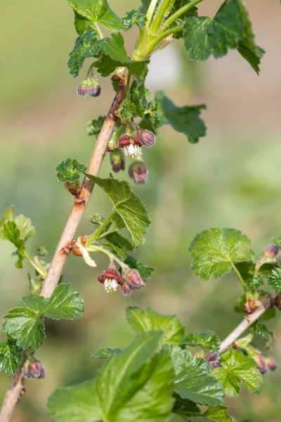 Gros Plan Sur Une Groseille Maquereau Européenne Ribes Uva Crispa — Photo