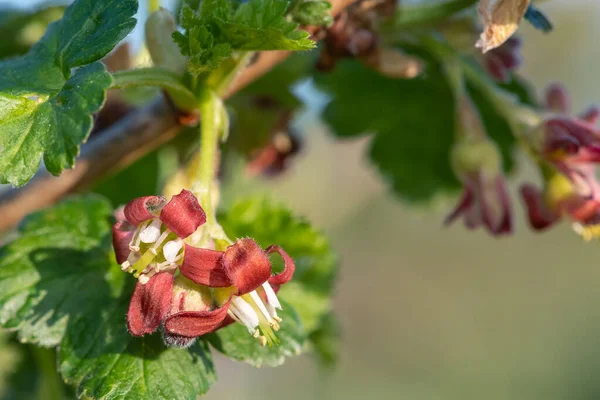 Makroaufnahme Der Blüte Einem Europäischen Stachelbeerstrauch Ribes Uva Crispa — Stockfoto