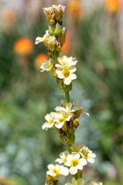 Çiçek açan saten çiçeklere (sisysyinchium striatum) yakınlaş