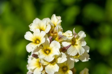 Çiçek açan saten çiçeklere (sisysyinchium striatum) yakınlaş