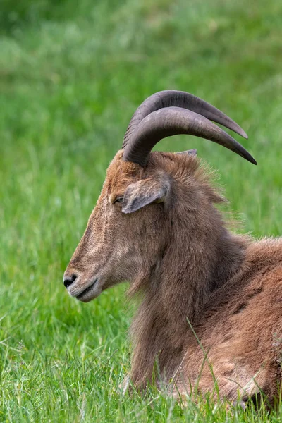 Портрет Ячменной Овцы Ammototragus Lervia Сидящей Траве — стоковое фото