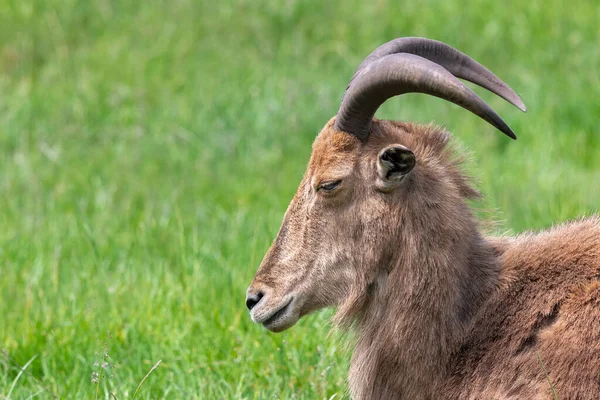 Çimlerin Üzerinde Oturan Bir Berberi Koyunun Portresi Ammototragus Lervia — Stok fotoğraf