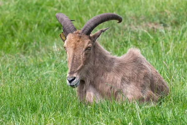 Портрет Ячменной Овцы Ammototragus Lervia Сидящей Траве — стоковое фото