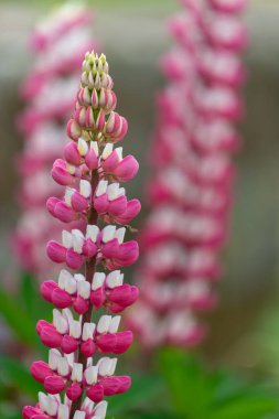 Çiçek açmış pembe lupin çiçeklerini kapat