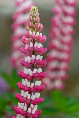 Çiçek açmış pembe lupin çiçeklerini kapat