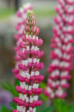 Çiçek açmış pembe lupin çiçeklerini kapat